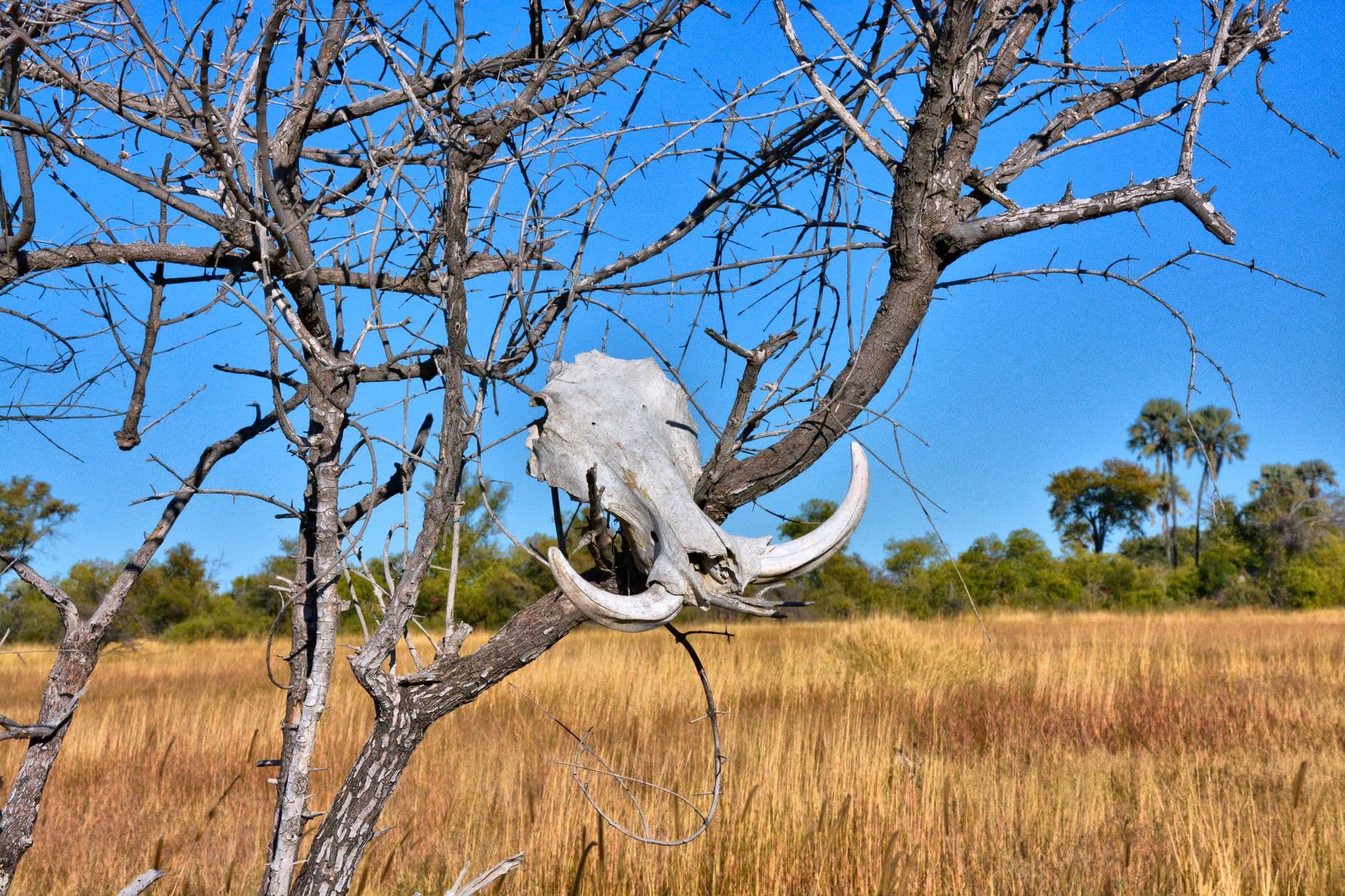 Botswana — travel eSIM