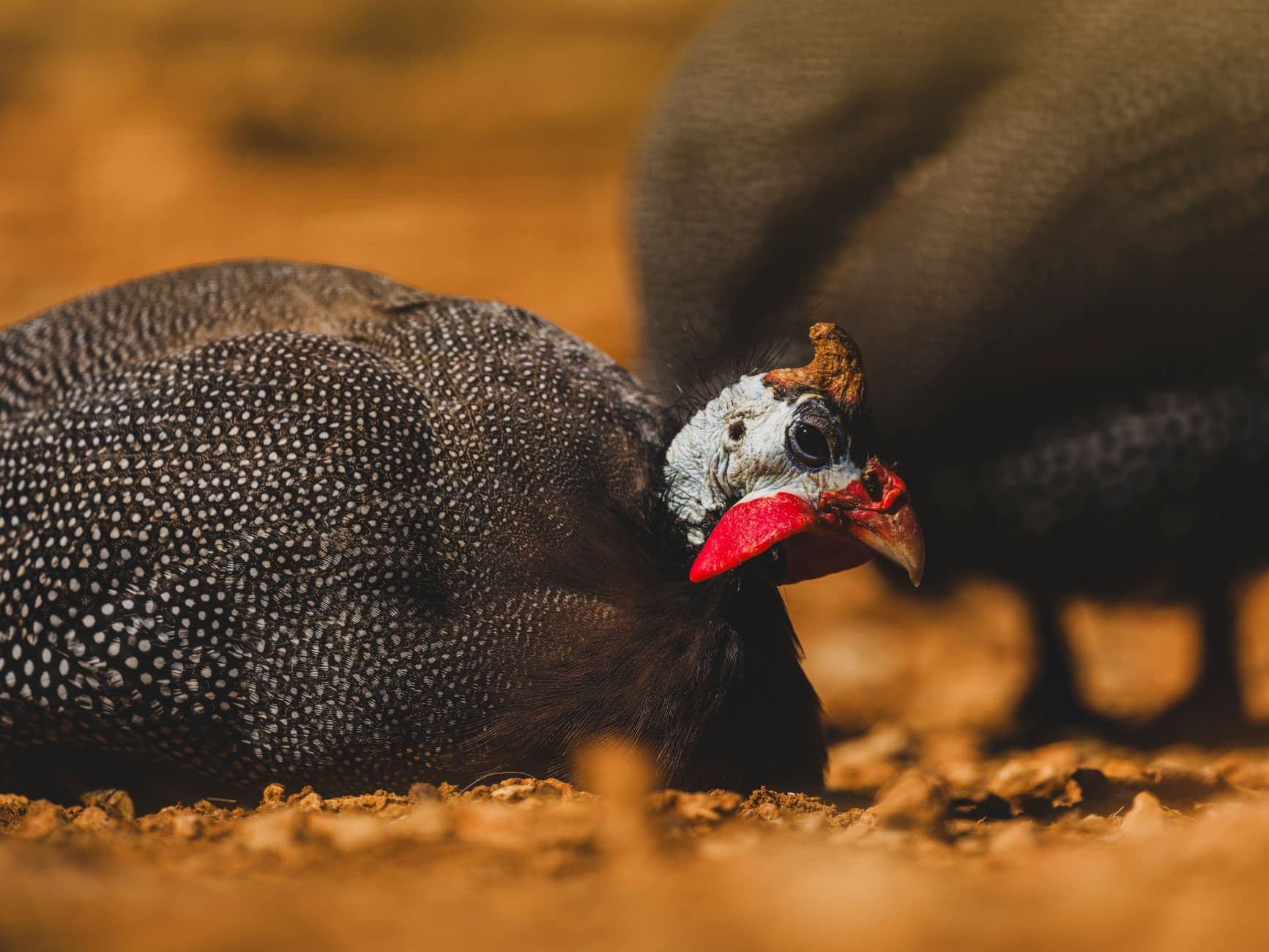 Guinea — travel eSIM
